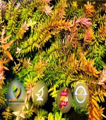 ⁦Rotala rotundifolia روتالا روتنديفوليا بينك⁩ - الصورة ⁦14⁩