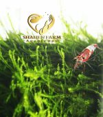 String japan moss سترينجى موس - الصورة 7