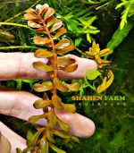 Rotala Blood Red روتالا بلد ريد - الصورة 5