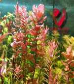 ⁦Rotala Macrandra روتالا ماكندرا بترفلاى⁩ - الصورة ⁦6⁩