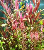 Alternanthera reineckii "Rosaefolia" النتيرا روزفوليا - الصورة 14