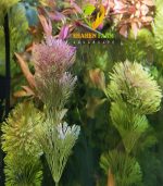 ⁦Limnophila sessiliflora سيسفلورا⁩ - الصورة ⁦5⁩