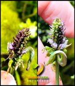 Pogostemon Quadrifolius بوجستيمون كوادريفليوس - الصورة 7