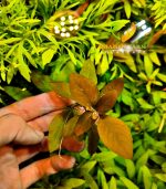 ⁦Ludwigia ovalis لودجيا اوفاليس اورانج⁩ - الصورة ⁦2⁩