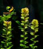 Rotala indica Bonsai روتالا بونساى - الصورة 2