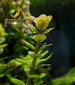 Rotala indica Bonsai روتالا بونساى - الصورة 14