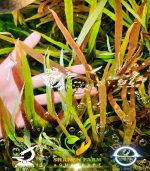 Hygrophila polysperma "Tiger"هيجروفيليا تايجر - الصورة 2