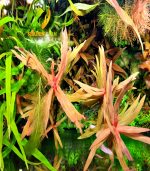 Nesaea crassicaulis vs ammania gracilis أمنيا و نياسا - الصورة 2