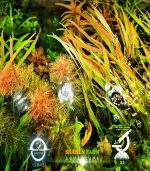 Marsh mermaidweed مرميد ويد - الصورة 18