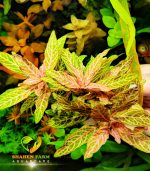 ⁦Hygrophila polysperma 'Sunset' ('Rosanervig') هيجروفيليا صن سيت⁩ - الصورة ⁦2⁩