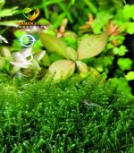 ⁦Vesicularia sp. China تشاينيز موس⁩ - الصورة ⁦2⁩