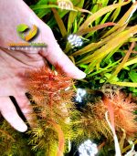 Marsh mermaidweed مرميد ويد - الصورة 2