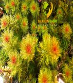 Marsh mermaidweed مرميد ويد - الصورة 17