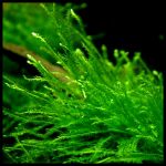 Taxiphyllum barbieri Mossجافا موس