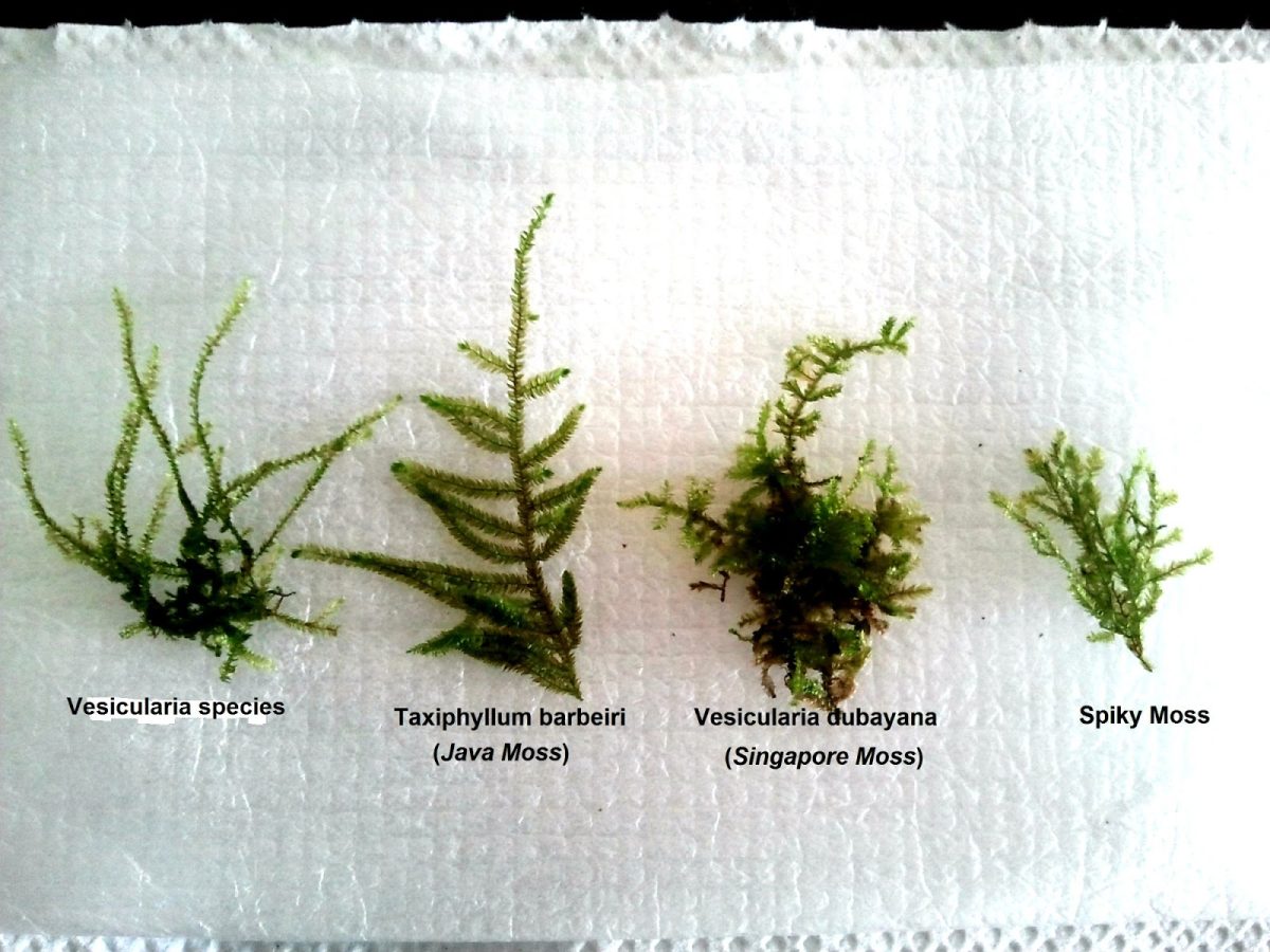 pizap.com13769854467391 (2) Vesicularia ferriei 'Weeping' Moss ويبينج موس - الصورة 12