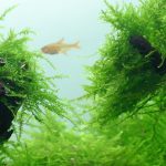 Taxiphyllum barbieri Mossجافا موس - الصورة 2