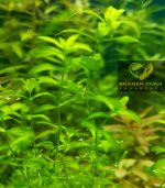 ⁦Hemianthus micranthemoides ( H M ) كاربت hm اتش ام⁩ - الصورة ⁦6⁩