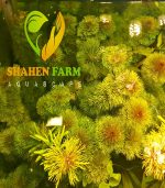 ⁦Limnophila sessiliflora سيسفلورا⁩ - الصورة ⁦8⁩