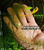 ⁦Mayaca sellowiana ماياكا سليويانا⁩ - الصورة ⁦3⁩