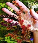 Rotala Blood Red روتالا بلد ريد - الصورة 2