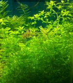 ⁦Hemianthus micranthemoides ( H M ) كاربت hm اتش ام⁩ - الصورة ⁦7⁩