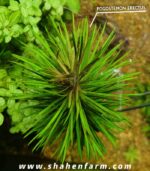 pogostemon erectus بوجستيمون ايركتوس