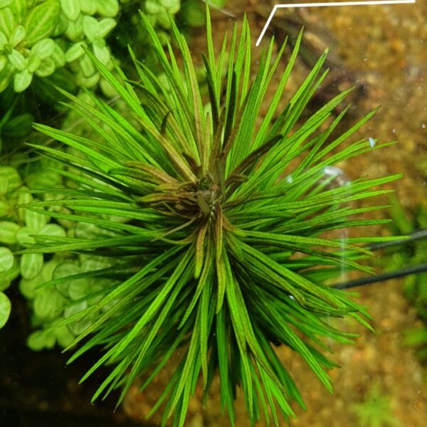 pogostemon erectus بوجستيمون ايركتوس