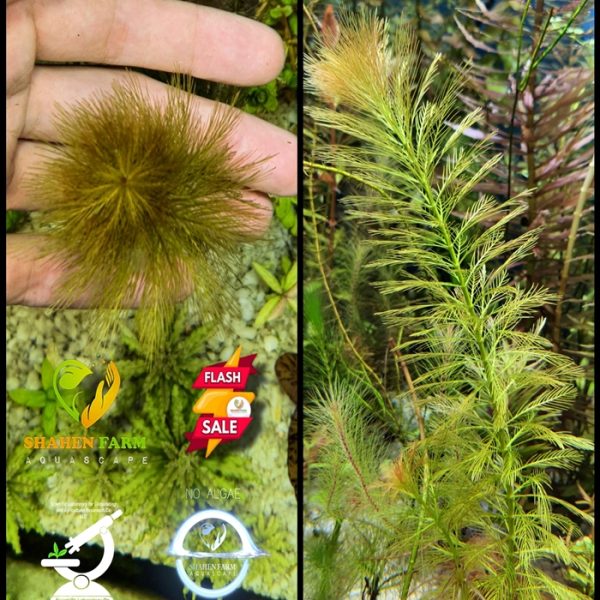 Myrophyllum parrot feather ماروفليوم باروت فيزر