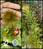 ⁦Myrophyllum parrot feather ماروفليوم باروت فيزر⁩ - الصورة ⁦2⁩