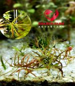 Ludwigia brevipes لودجيا بريفايبس - الصورة 4