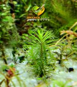 pogostemon erectus بوجستيمون ايركتوس - الصورة 2