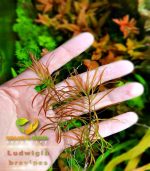 Ludwigia brevipes لودجيا بريفايبس