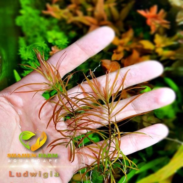 Ludwigia brevipes لودجيا بريفايبس