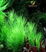 pogostemon erectus بوجستيمون ايركتوس - الصورة 3