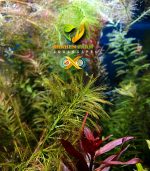 ⁦Myrophyllum parrot feather ماروفليوم باروت فيزر⁩ - الصورة ⁦5⁩