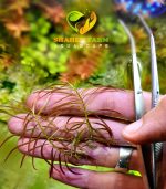 Ludwigia brevipes لودجيا بريفايبس - الصورة 3