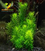 pogostemon erectus بوجستيمون ايركتوس - الصورة 4