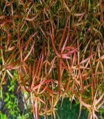 Ludwigia brevipes لودجيا بريفايبس - الصورة 6