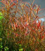 Ludwigia brevipes لودجيا بريفايبس - الصورة 7