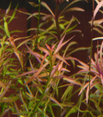 Ludwigia brevipes لودجيا بريفايبس - الصورة 5