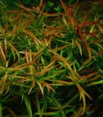 Ludwigia brevipes لودجيا بريفايبس - الصورة 2