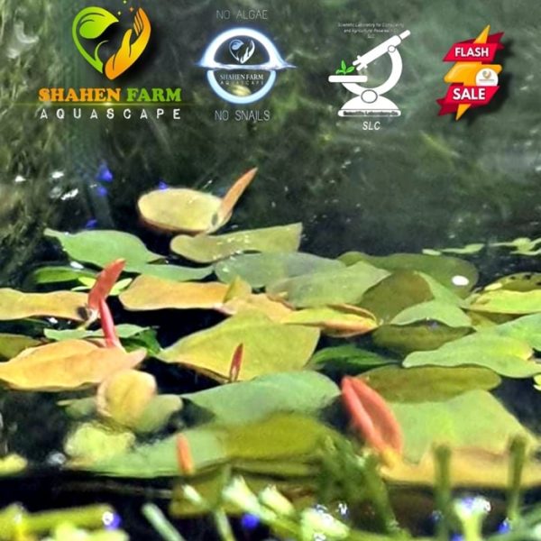 Phyllanthus fluitans