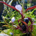 Bucephalandra بوسيفلاندرا