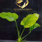 Anubias barteri أنوبيس باريتارى