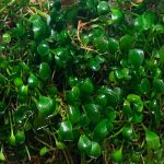 marsilea crenata (angustifolia ) مارسيليا سريناتا