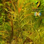 ludwigia arcuata لودجيا اركواتا