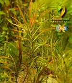 ludwigia arcuata لودجيا اركواتا