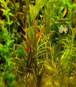 ⁦ludwigia arcuata لودجيا اركواتا⁩ - الصورة ⁦6⁩