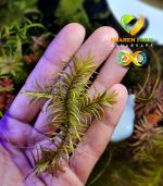 ⁦pogostemon stellus بوجستيمون ستيلوس⁩ - الصورة ⁦7⁩