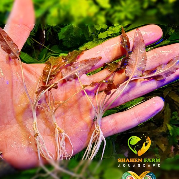 Cryptocoryne wendtii 'Mi Oya' كريبتوكورين ويندتى مي اويا